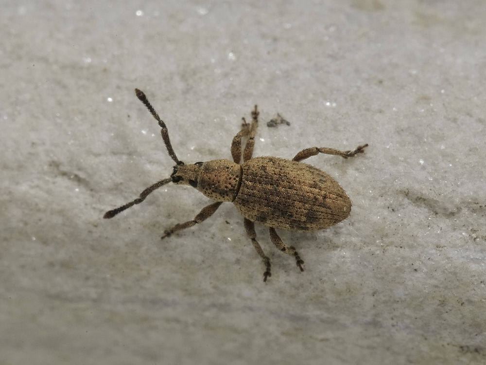 Curculionidae: Simo hirticornis?  S  !